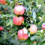 Apple, Gloria (7-gallon)