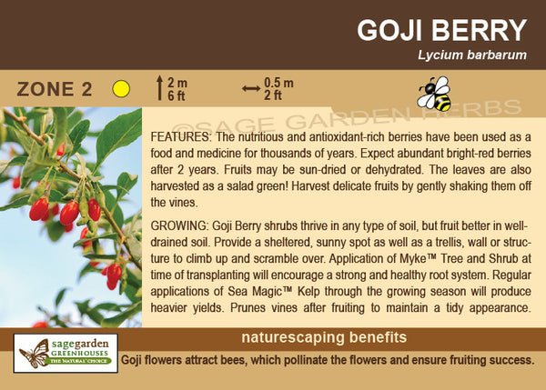 Goji Berry - 1 -gallon ORCHARD PREORDER FOR LATE MAY 2024