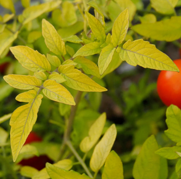 Golden Fireworks - Tomato Plant Pre-Order 2026