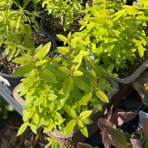 Live Plant - Lemon Verbena 'Golden Wind'