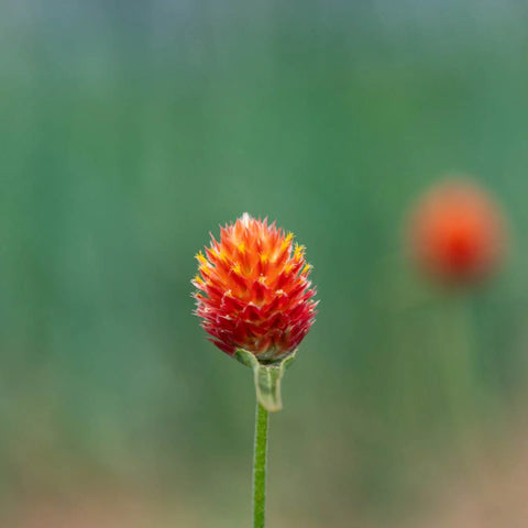Gomphrena, Orange (Certified Organic Seeds)