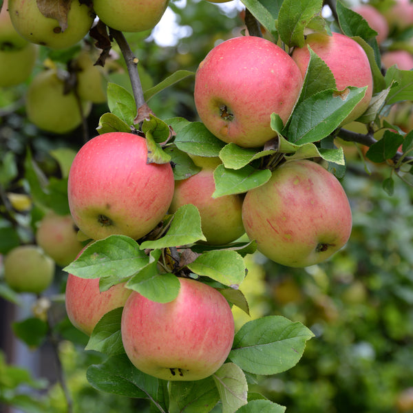 Apple, Goodland (7-gallon)