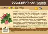 Gooseberry, Captivator - 1-gallon ORCHARD PREORDER FOR LATE MAY 2024