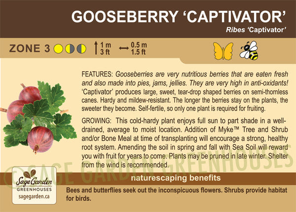 Gooseberry, Captivator - 1-gallon ORCHARD PREORDER FOR LATE MAY 2024
