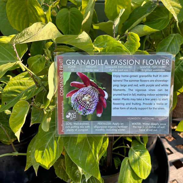 Live Plant - Granadilla Passion Fruit (Passiflora quadrangularis)