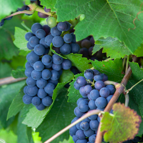 Grape, Morden Concord (Blue Ice) (1-gallon)