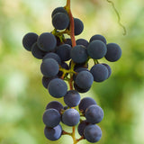 Grape, Valiant (1-gallon)