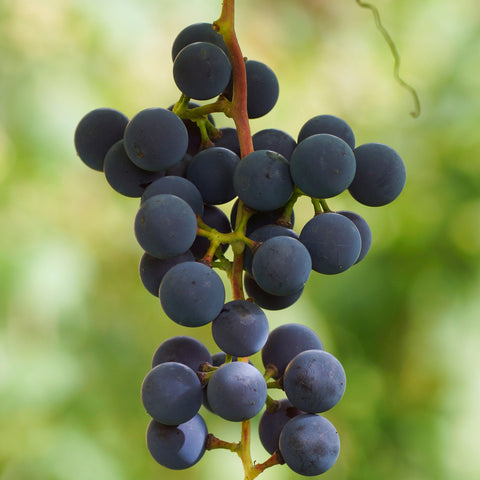 Grape, Valiant (1-gallon)