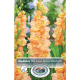 Bulbs (Spring) - Ranunculus, Purple Sensation