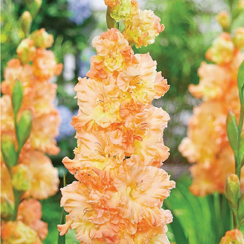 Bulbs (Spring) - Gladiolus 'The Great Queen Elizabeth'