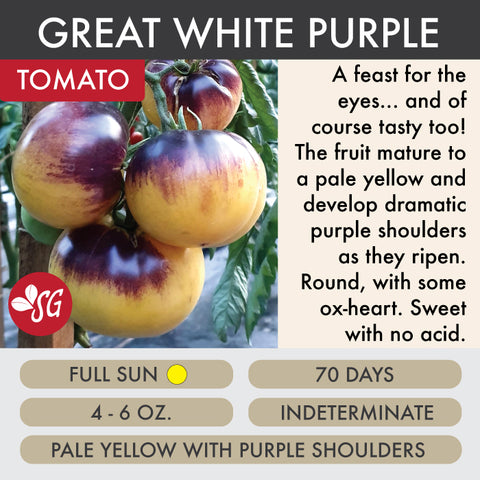 Great White Purple - Tomato Plant Pre-Order 2026