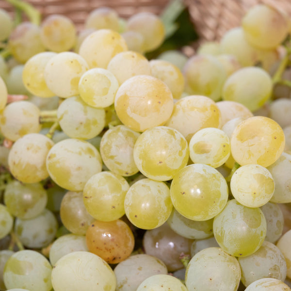Grape, Brianna White (1-gallon)
