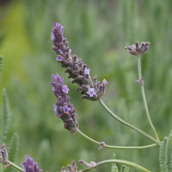 Live Plant - Grey Form Lavender (Lavandula dentata)