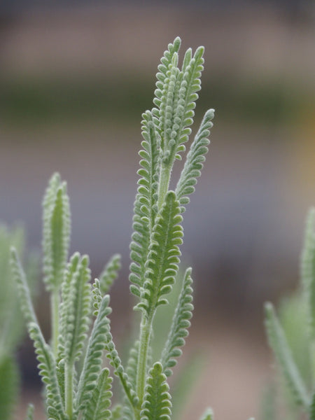 Live Plant - Grey Form Lavender (Lavandula dentata)