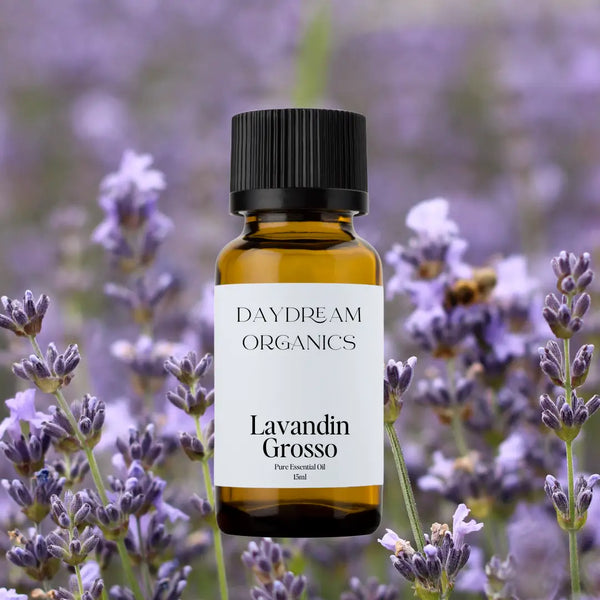 Daydream Organics Grosso Lavender Essential Oil 15 ml