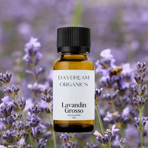 Daydream Organics Grosso Lavender Essential Oil 15 ml