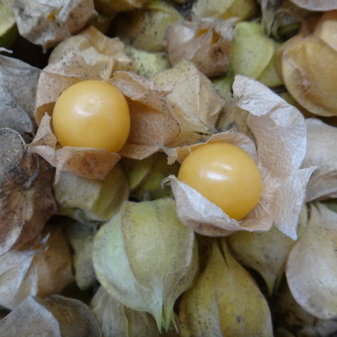 Ground Cherry (Certified Organic Seeds)