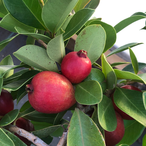 Live Plant - Guava, Strawberry (Psidium cattleyanum)