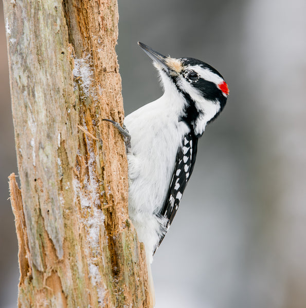 Wildcrafted Willow & Suet Bird Feeder - January 10, 2026 - 3:30 pm