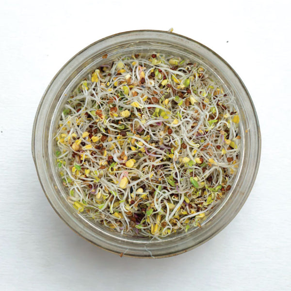 Mumm's - Happy Gut Microbiome Blend Sprouting Seeds - Certified Organic