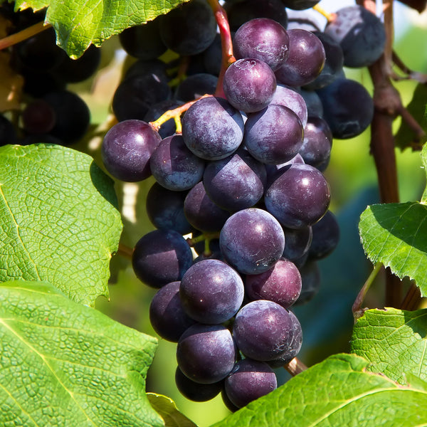 Grape, Minnesota 78 (1-gallon)