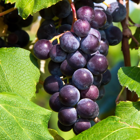 Grape, Minnesota 78 (1-gallon)