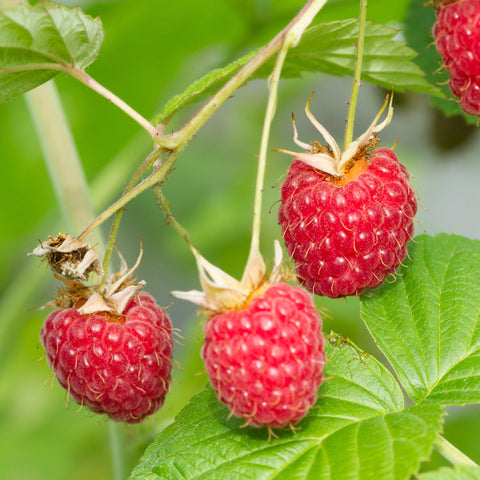 Raspberry, Double Delight (1-gallon)