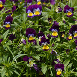 Viola, Heartsease (Organically Grown Seeds) (E)