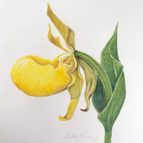 Workshop - Introduction to Botanical Drawing  (January 13 - 1 pm)