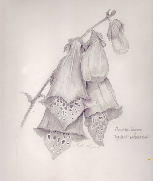 Workshop - Introduction to Botanical Drawing  (January 13 - 1 pm)