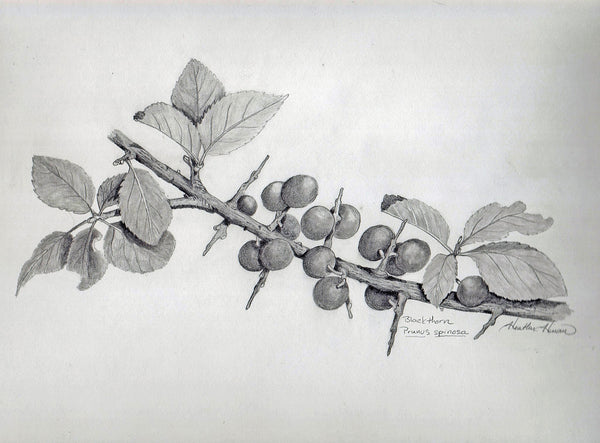 Workshop - Introduction to Botanical Drawing  (January 13 - 1 pm)