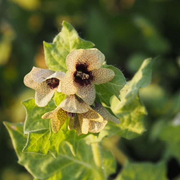 Workshop - Botanical Curiosities… Let’s Geek Out! (Saturday, October 26, 2024 - 11:00 am - 12:30 pm)