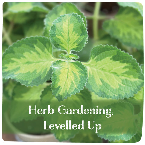 Herb Gardening, Levelled Up - March 21, 2026 - 3:30 pm