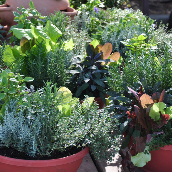 Workshop - Herb & Veggie Container Garden Planner  (Saturday, March 1, 2025 - 1:00 pm)