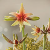 Bulbs (Indoor) - Amaryllis 'Wild Amazone' - PRE-ORDER FOR FALL 2025