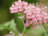 Soulmate Milkweed - Set of 10 in root developer pots