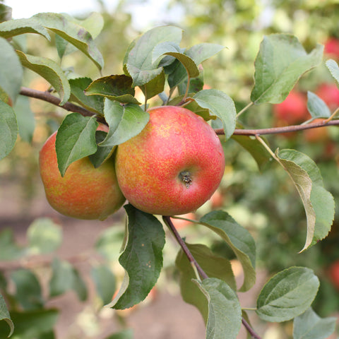 Apple, Honeycrisp (7-gallon)