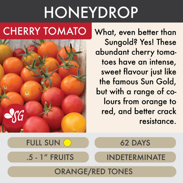 Honeydrop - Tomato Plant Pre-Order 2026