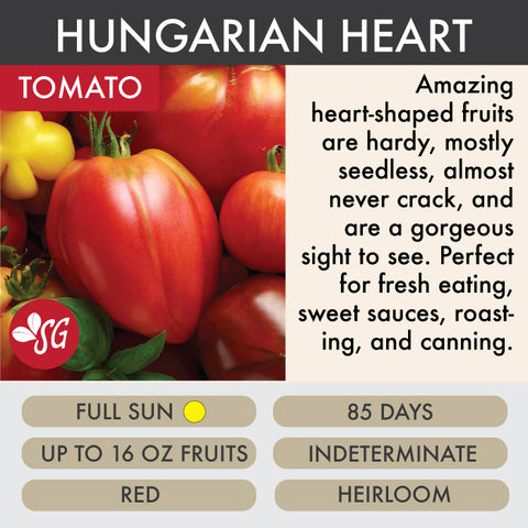 Hungarian Heart - Tomato Plant Pre-Order 2026