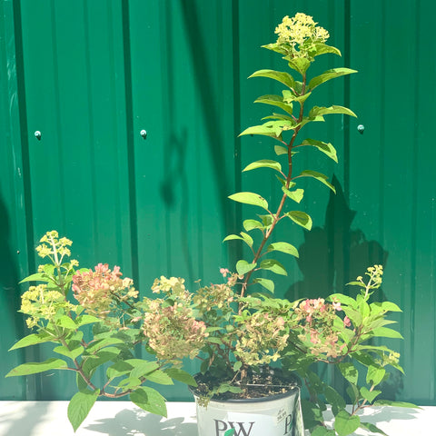 Live Plant - Hydrangea panicle, 'Bobo'