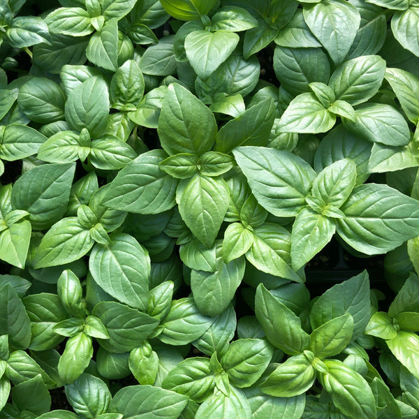 Herb Gardening, Levelled Up - March 21, 2026 - 1:00 pm