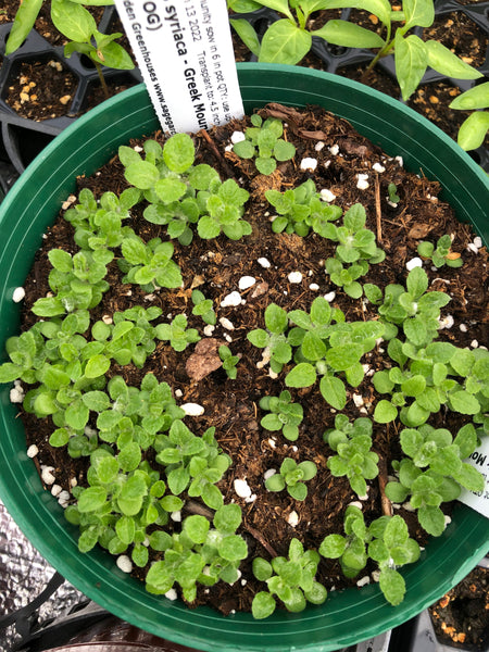 Seed Starting to SAVE you Money! - March 14, 2026 - 1:00 pm