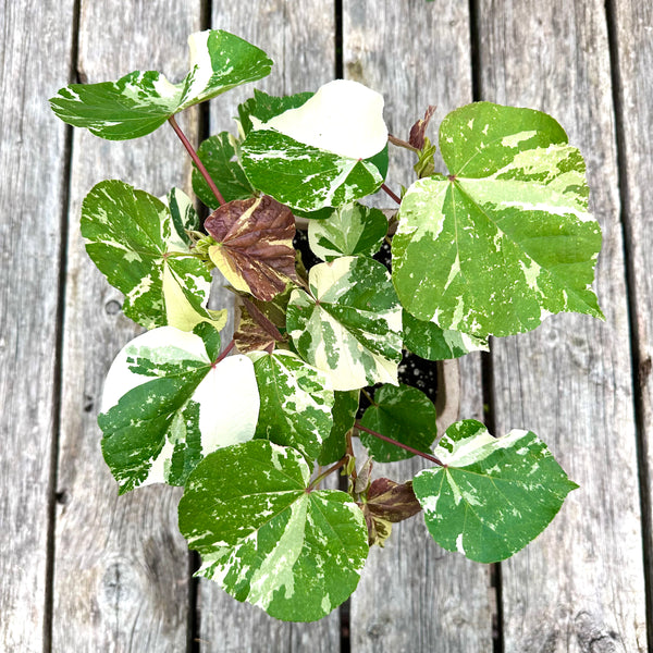 Live Plant - Tricolor Hibiscus (Tiliaceus mahoe)