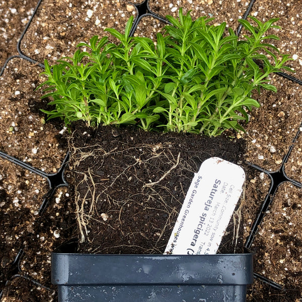 Seed Starting to SAVE you Money! - March 14, 2026 - 1:00 pm