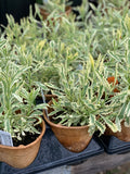 Propagating & Growing Lavender in Zone 3 - February 28, 2026 - 3:30 pm