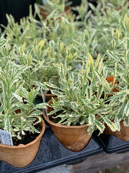 Propagating & Growing Lavender in Zone 3 - February 28, 2026 - 3:30 pm