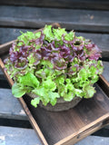 Workshop - Setting up a PRODUCTIVE indoor greens or herb garden (January 6 - 1 pm)