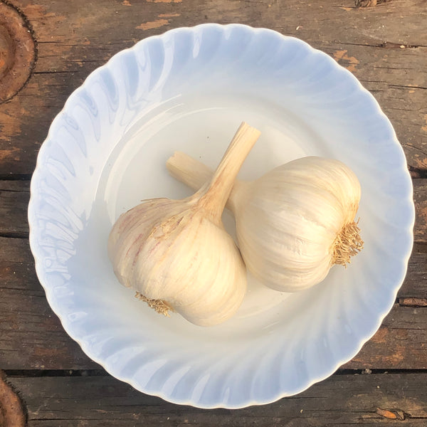 Bulbs - Garlic, Great Northern OG - PREORDER