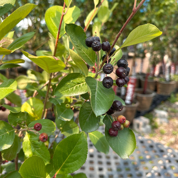 Chokeberry, Viking (2-gallon)