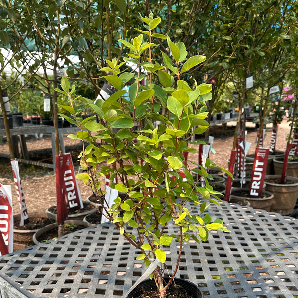 Haskap, Happy Giant (1-gallon)